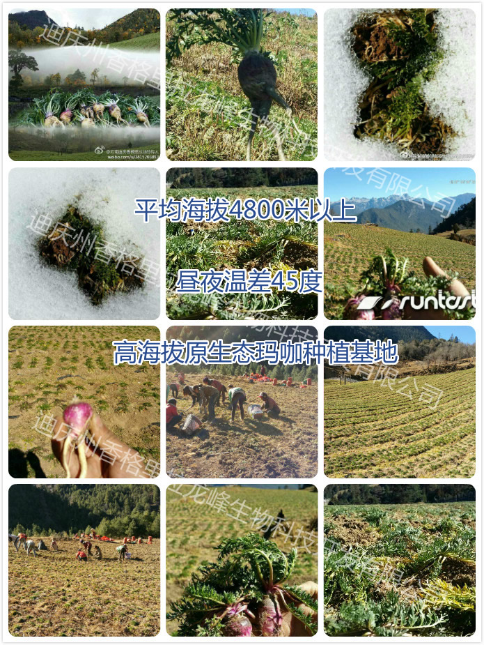 高海拔玛咖种植基地
