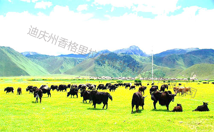 香格里拉雪山牦牛