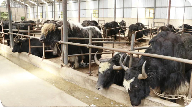 高原牦牛养殖，助力乡村振兴
